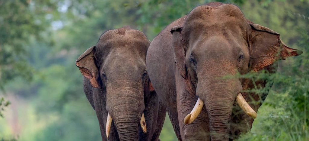 Sri Lankan Elephants